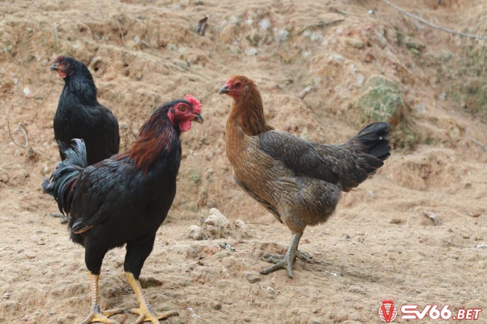 Gà chọi lai là tên gọi chung cho giống gà có dòng ông bà hoặc bố mẹ là gà chọi