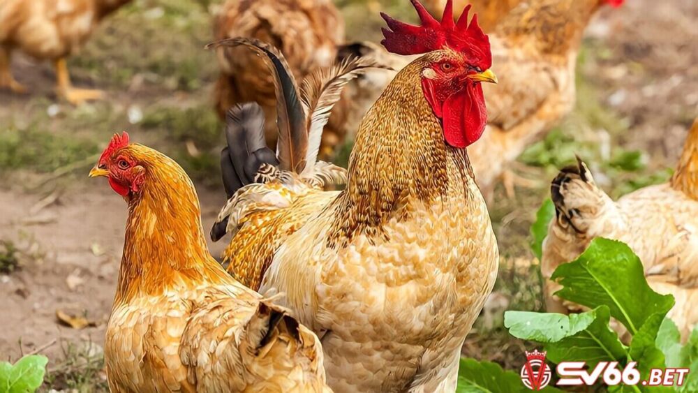 Gà trùng huyết có thể giúp người nuôi giữ gen quý cho gà tốt nhất