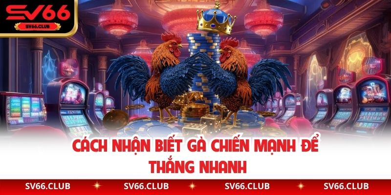 Cách nhận biết gà chiến mạnh để thắng nhanh